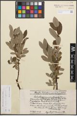 Foto von Salix caprea L. x Salix lapponum L.